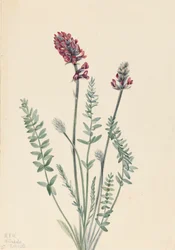 Prächtige Oxytrope Oxytropis splendens, 1922