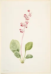 Showy Pyrolla (Pyrola asarifolia)