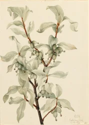 Silberbeere (Elaeagnus commutata)