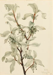 Silberbeere Elaeagnus commutata, 1922