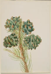 Einblättrige Kiefer (Pinus monophylla)