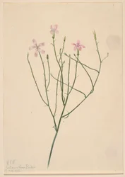 Skelettblume (Lygodesmia juncea)