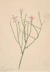 Skelettblume Lygodesmia juncea