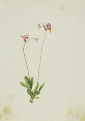 Schlanker Schießstern (Dodecatheon pauciflorum)