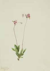 Schlanker Schießstern Dodecatheon pauciflorum, 1909