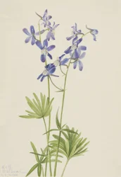 Schlanker Rittersporn Delphinium depauperatum, 1924