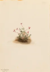 Kleine Moosbeere (Oxycoccus palustris)