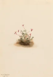 Kleine Moosbeere Oxycoccus palustris, 1911