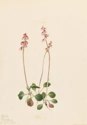Kleine Pyrola (Pyrola minor)