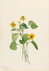 Glattes Gelbes Veilchen (Viola eriocarpa)