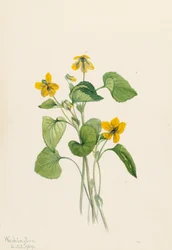 Glattes Gelbes Veilchen Viola eriocarpa, 1919