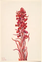Schneepflanze (Sarcodes sanguinea)