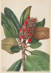 Südliche Magnolie (Magnolia grandiflora)