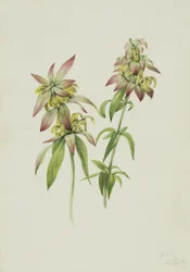 Gefleckte Bienenbalsam Monarda punctata, 1919