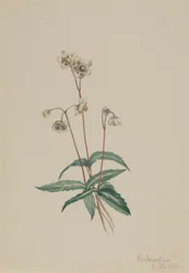 Gefleckte Pipsissewa (Chimaphila maculata)