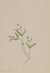 Frühlingsschönheit (Claytonia lanceolata)