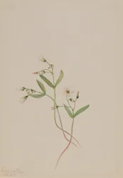 Frühlingsschönheit Claytonia lanceolata, 1916