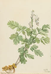 Eichhörnchenmais (Bikukulla canadensis)
