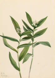 Stern-Solomonfeder (Vagnera stellata)