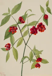 Erdbeerstrauch-Herzen platzen vor Liebe Euonymus Americanus, 1930