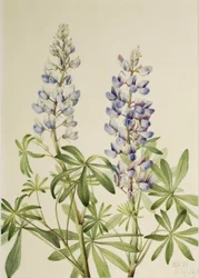 Sonnenuhr-Lupine (Lupinus perennis)
