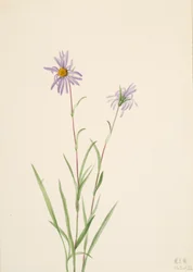 Sumpfaster Aster paludosus, 1922