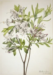 Sumpfazalee (Azalea viscosa)