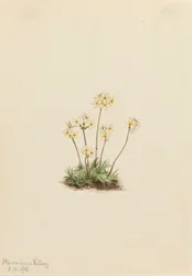 Süße Androsace Androsace carinata