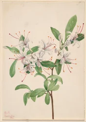 Süße Azalee (Azalea arborescens)