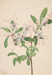 Süße Azalee Azalea arborescens, 1921