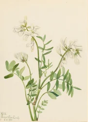 Süßklee Hedysarum mackenzii, 1921