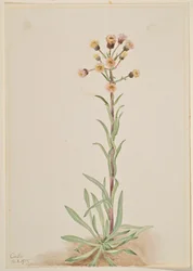 Hohe Flohblume (Erigeron acris)