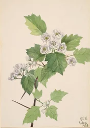 Dickicht Weißdorn Crataegus coccinea