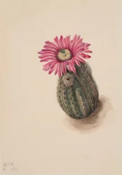 Truthahnhauptkaktus Echinocerus perbellus, 1930