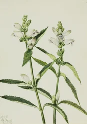 Schildkrötenkopf (Chelone glabra)