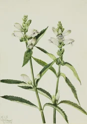 Schildblume Chelone glabra