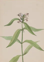 Schildkrötenkopf Chelone glabra