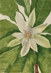 Schirmbaum (Magnolia tripetala)