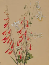 Ohne Titel--Blumenstudie