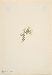 Ohne Titel - Blumenstudie