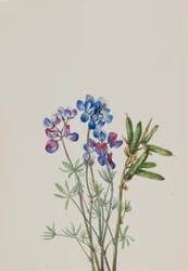 Ohne Titel - Blumenstudie