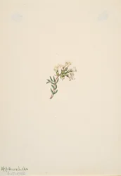 Ohne Titel - Blumenstudie, 1905
