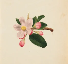 Ohne Titel - Blumenstudie