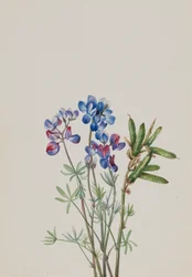 Ohne Titel - Blumenstudie