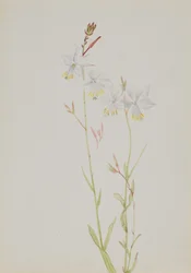 Ohne Titel - Blumenstudie, n.d.