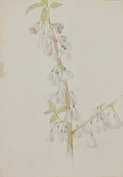 Ohne Titel - Blumenstudie, n.d.