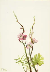 Ohne Titel (Blumenstudie)