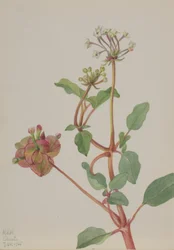 Ohne Titel (Tripterocalyx pedunculatus)
