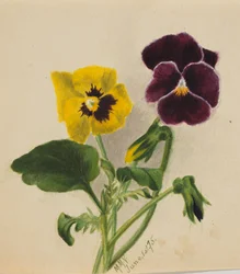 Unbetitelt, Stiefmütterchen, 1875