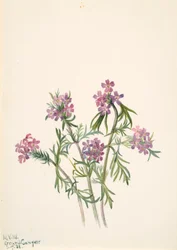 Eisenkraut Verbena wrightii, 1938